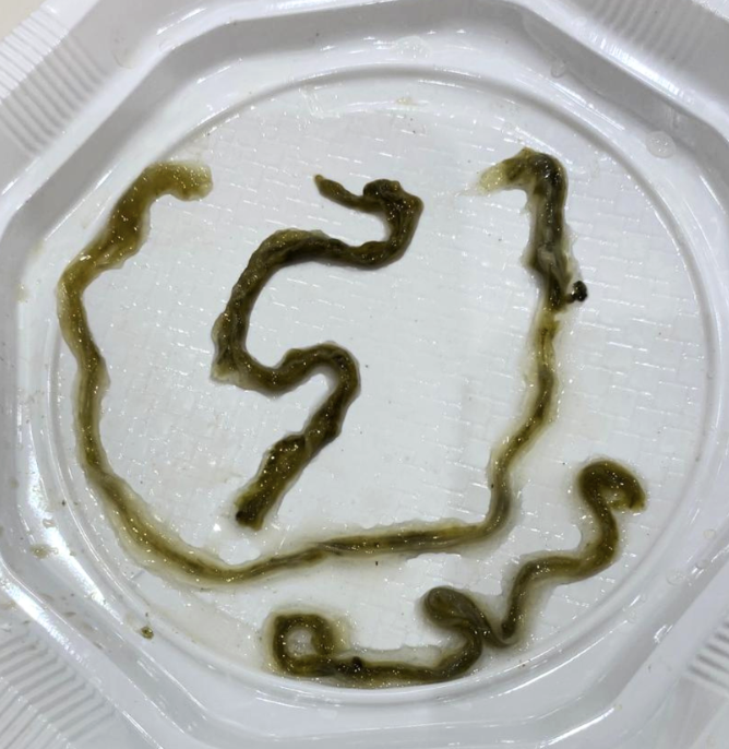 También hay varias lombrices verdes en un plato de plástico blanco con superficie texturizada.